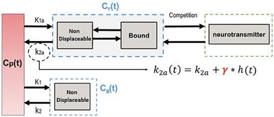 Bayesian Estimation of the ntPET Model in Single-Scan Competition PET Studies